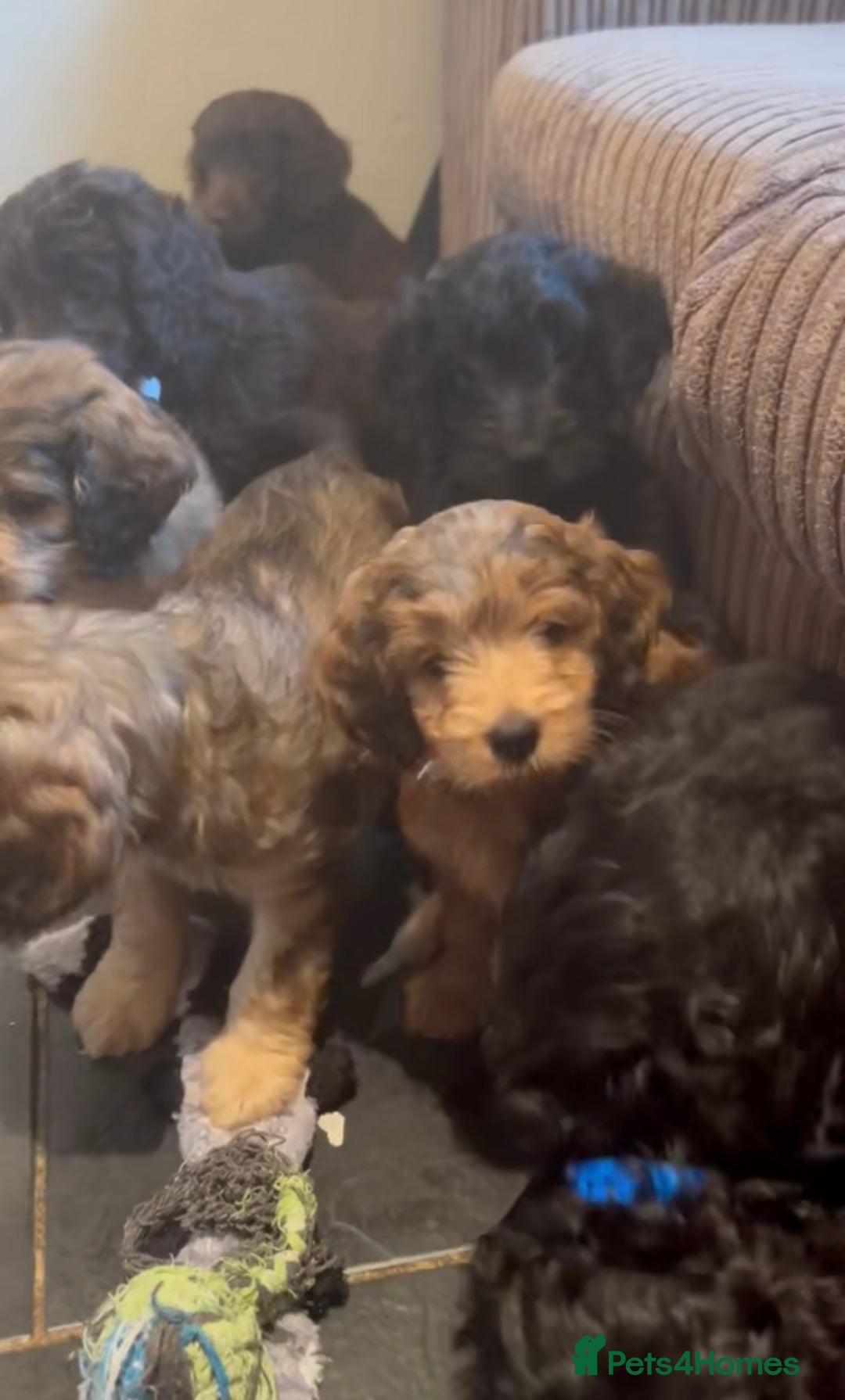 Cockapoo dogs for sale: Beautiful fully DNA tested show Cockapoo puppies - Image 7