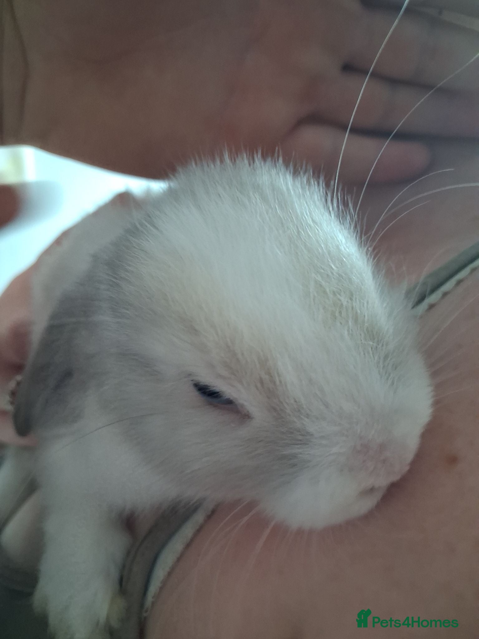 Mini Lop rabbits BEAUTIFUL FEMALE MINI LOP  - Advert 1