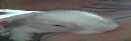 Mini Lop rabbits for sale: BEAUTIFUL FEMALE MINI LOP  - Advert 1
