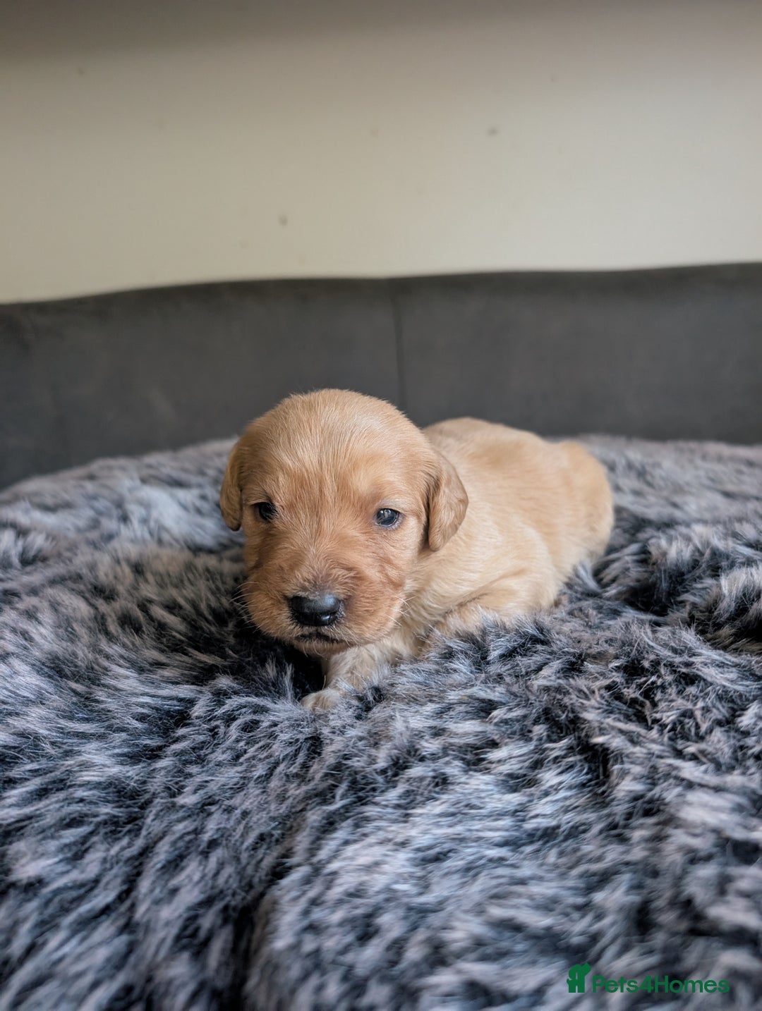 Labradoodle dogs for sale: F1 Labradoodle puppies  - Image 18