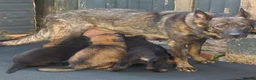 German Shepherd dogs for sale: KC REG OLD STYLE GERMAN SHEPHERD PUPPIES   - Advert 16