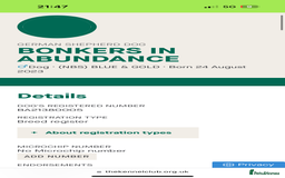 German Shepherd dogs for sale: KC health tested 💙boys  - Advert 5