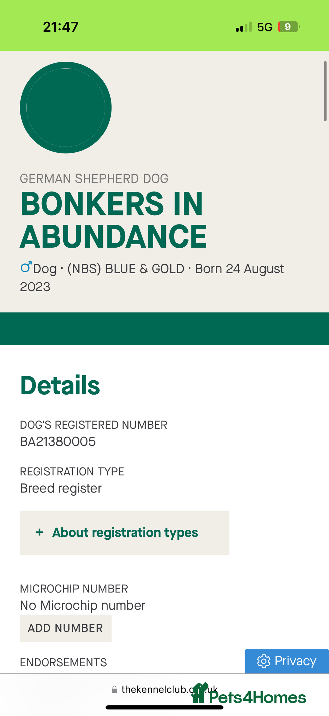 German Shepherd dogs for sale: KC health tested 💙boys  - Advert 5