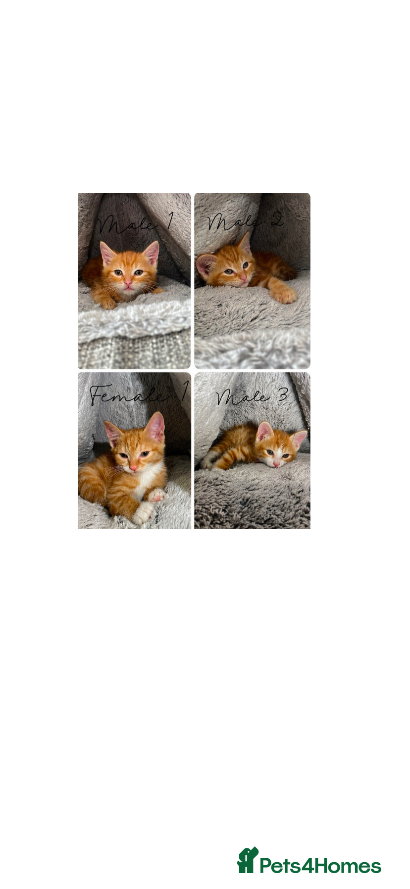 Mixed Breed cats Adorable Ginger Kittens Ready For Their New Home🏡 - Advert 5