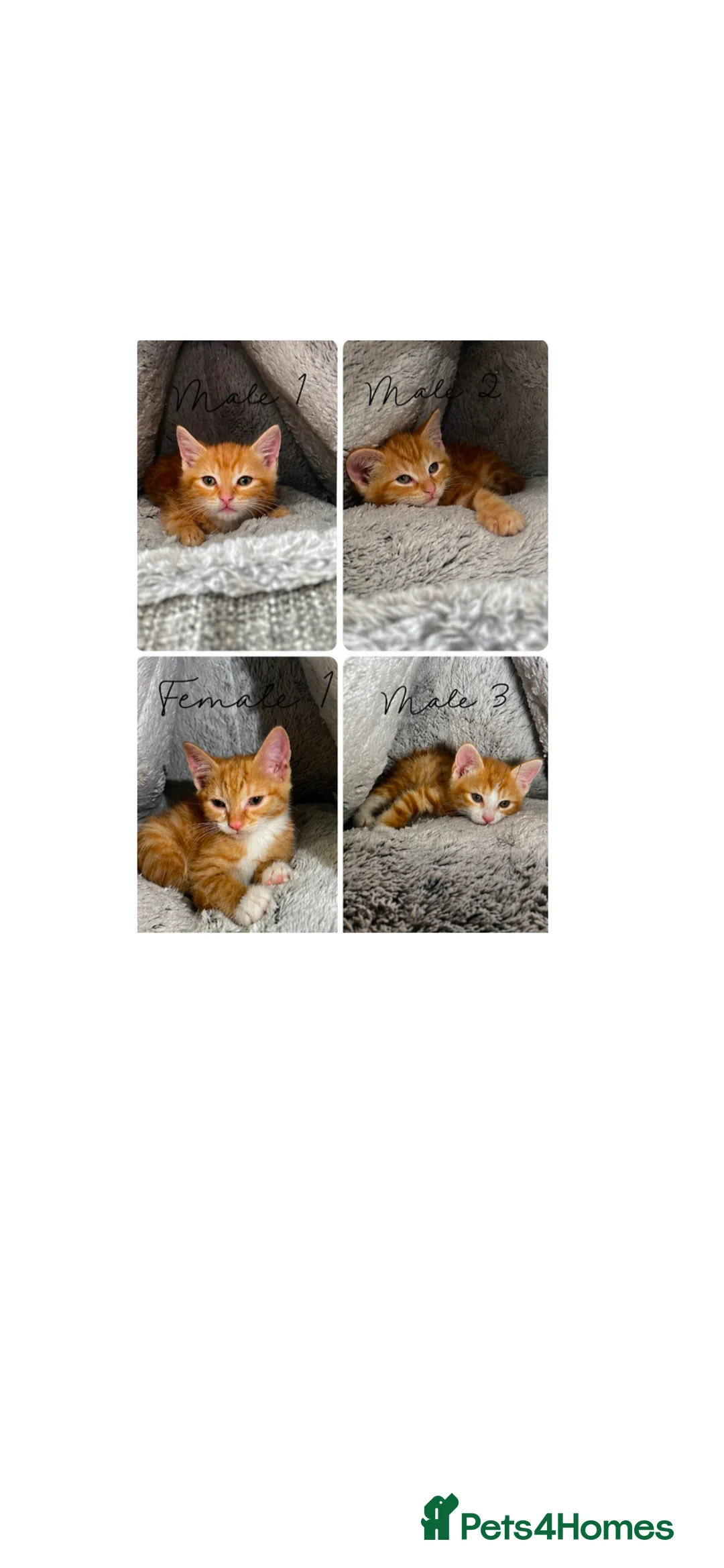 Mixed Breed cats for sale: Adorable Ginger Kittens Ready For Their New Home🏡 - Advert 1