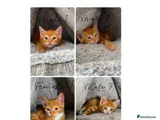 Mixed Breed cats Adorable Ginger Kittens Ready For Their New Home🏡 - Advert 3