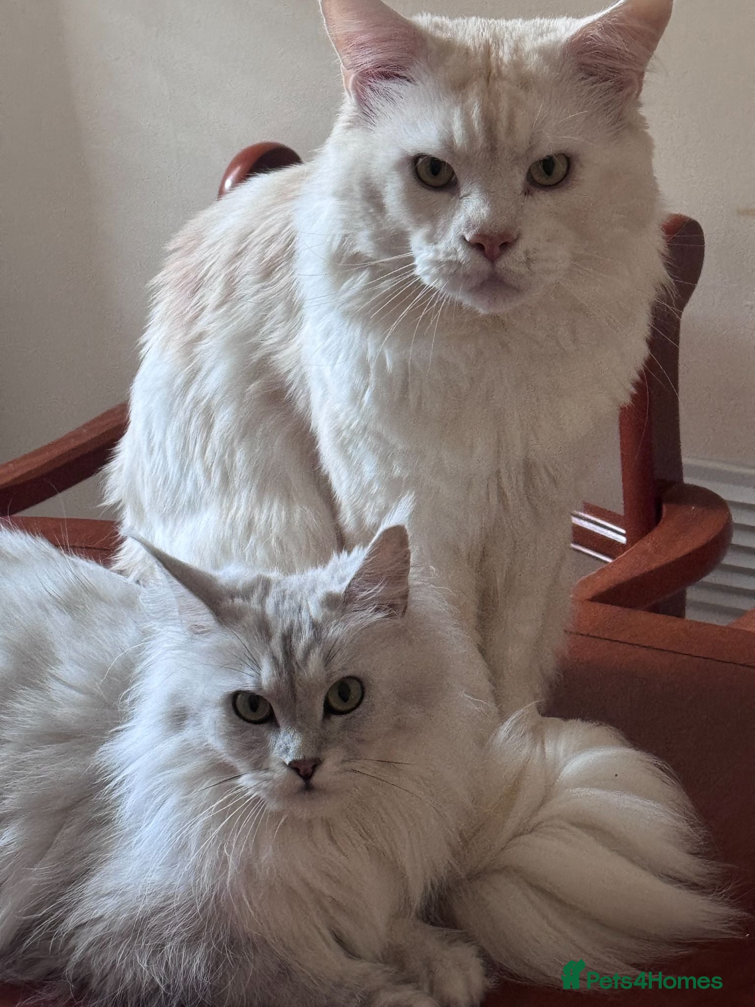 Maine Coon cats Gorgeous Maine Coon Male For Sale - Advert 9