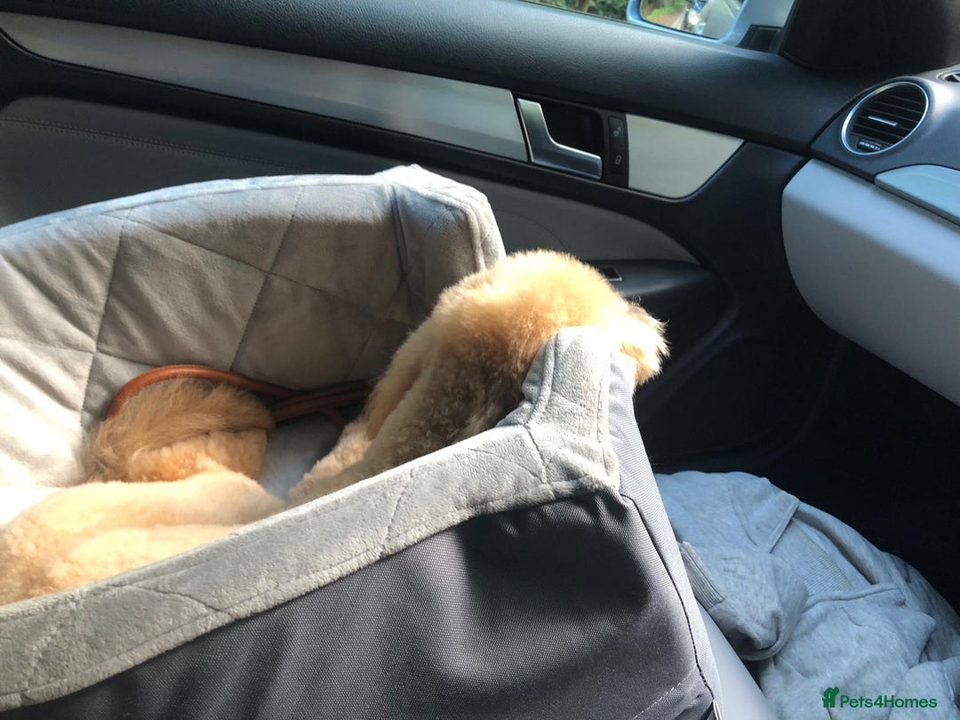 Cavapoo dogs for sale: Beautiful 18 month old cavapoo girl  - Image 7
