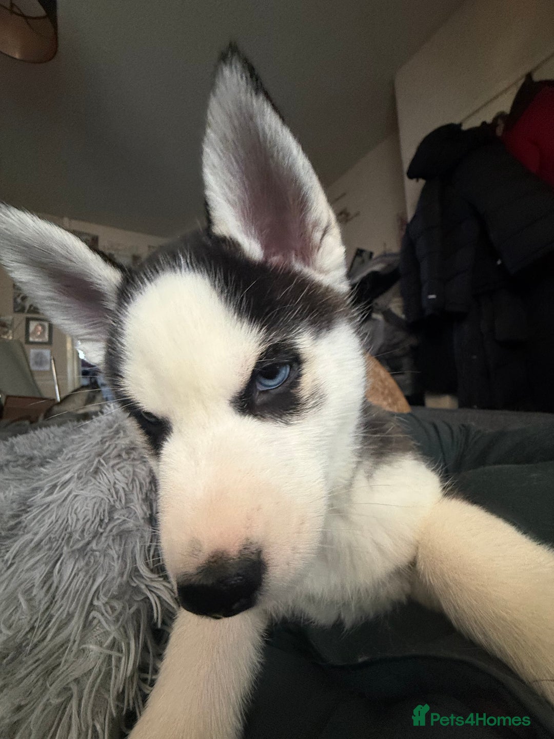 Siberian Husky dogs for sale: 3 beautiful Siberian huskies, 2 male and 1 female - Advert 8