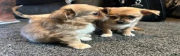 Chihuahua dogs for sale: Cute puppies chihuahua  in Worcester - Advert 4