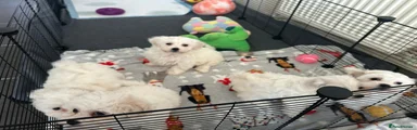 Bichon Frise Puppy 1