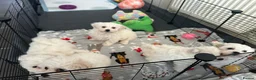 Bichon Frise dogs for sale: Bichon frise - Advert 5
