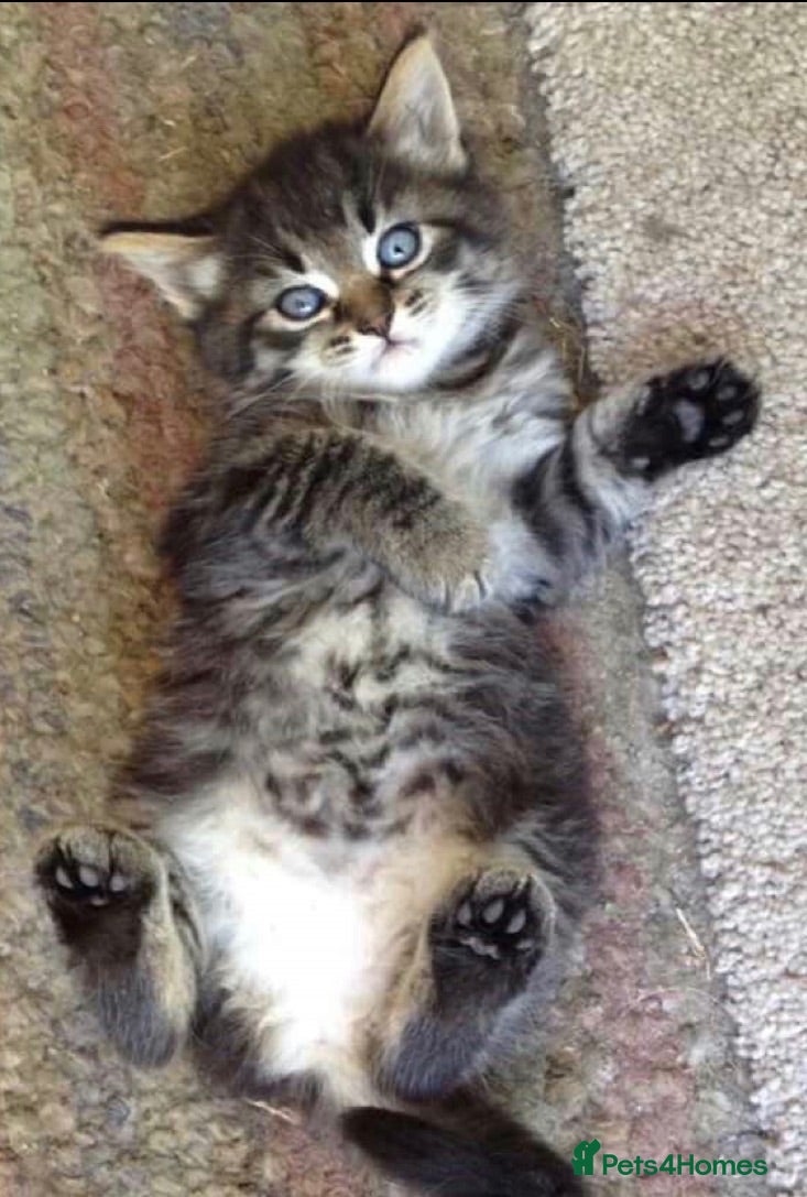 Mixed Breed cats Stunning bengal x Tabby Kittens Ready Now! - Advert 5