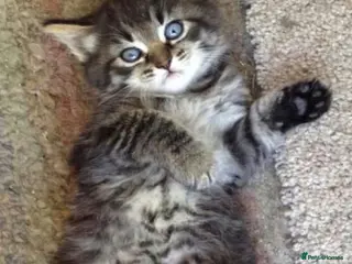 Mixed Breed cats Stunning bengal x Tabby Kittens Ready Now! - Advert 5