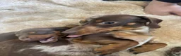 Miniature Dachshund dogs for sale: Miniature smooth haired dachshund  in Bridgend - Advert 5