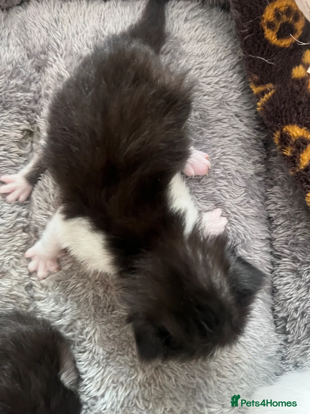 Mixed Breed cats for sale: New baby  in Manchester - Advert 7