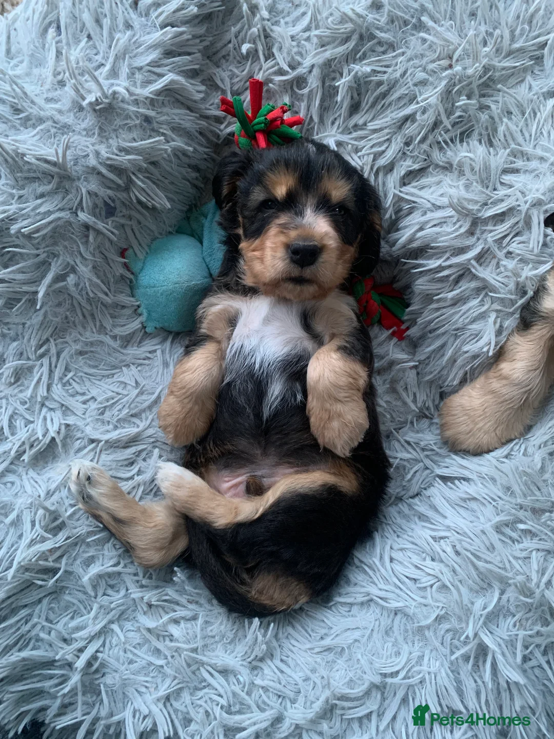 Cocker Spaniel dogs for sale: Show Cocker Spaniels - Advert 3