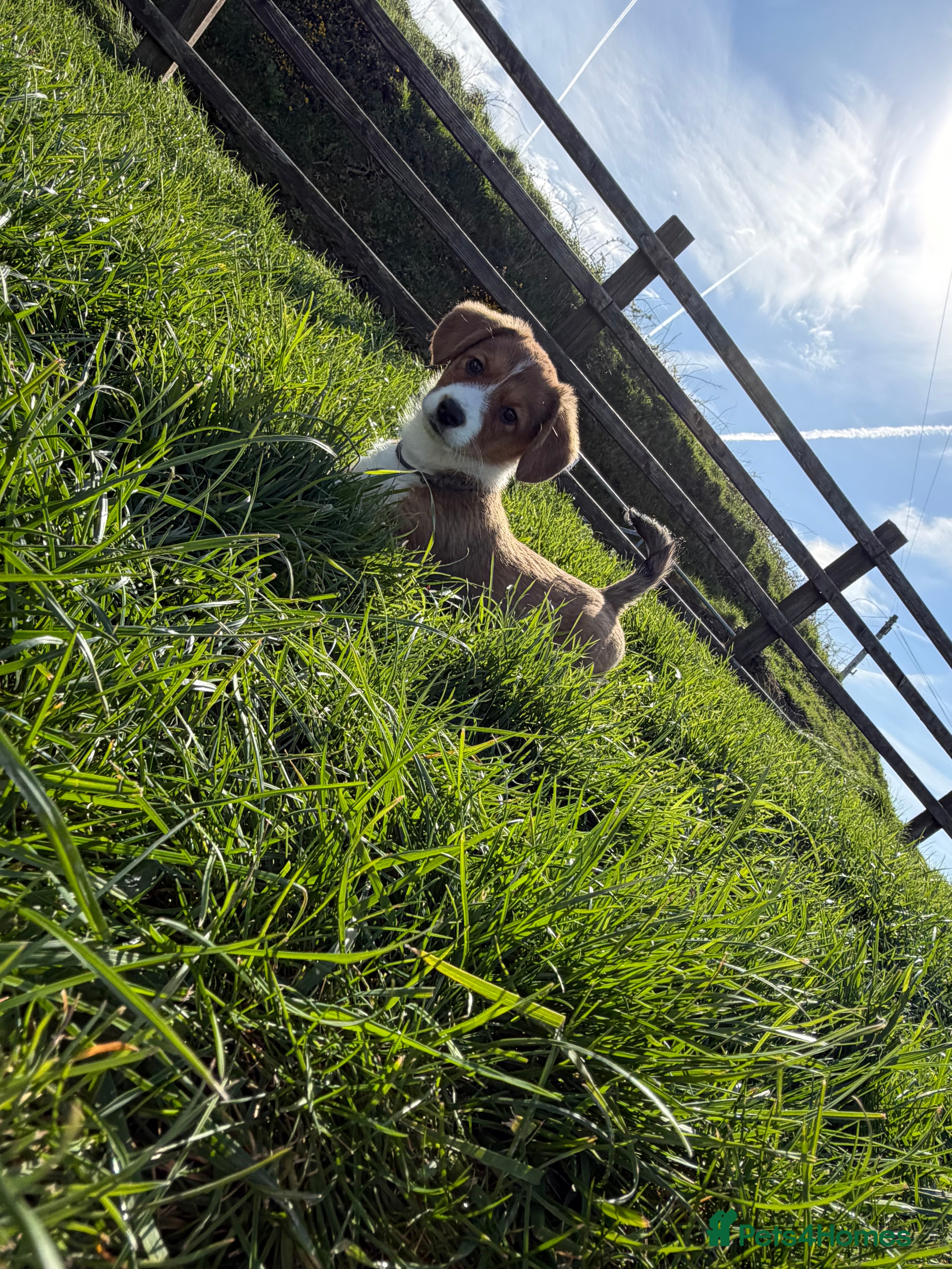 Welsh Corgi Cardigan dogs Beautiful KC registered Welsh Cardigan Corgi  - Advert 7