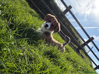 Welsh Corgi Cardigan dogs Beautiful KC registered Welsh Cardigan Corgi - Advert 7