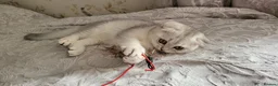 Scottish Fold cats for sale: Scottish fold girl  - Advert 10