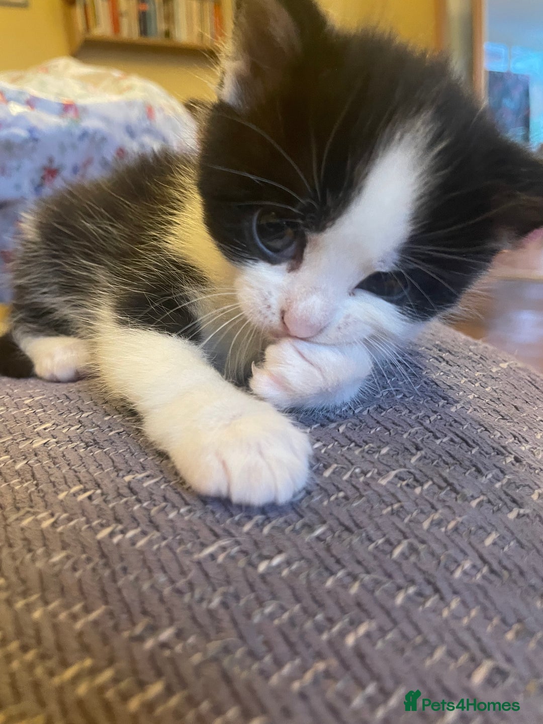 British Longhair cats for sale: British Longhair x domestic black white kittens - Image 4