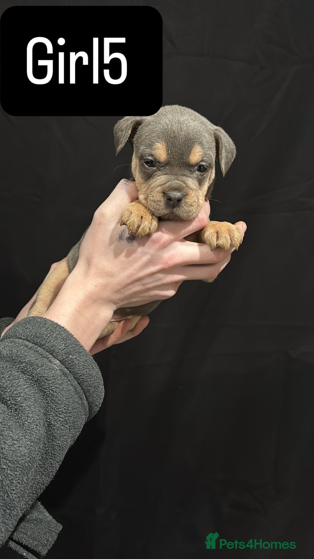 American Bulldog dogs for sale: Pocket bully’s  - Advert 15