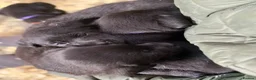 Labrador Retriever dogs for sale: Beautiful Black Labrador Puppies - Advert 7