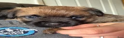 Border Terrier dogs for sale: Border terrier puppies in Consett - Advert 10