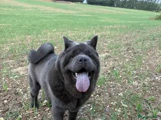 Chow Chow dogs Chow chow - Advert 14