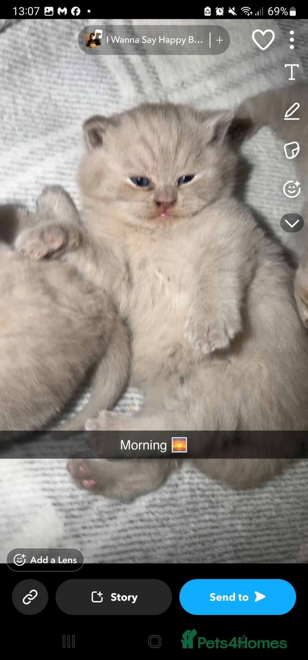 British Shorthair cats for sale: Cream bsh - Advert 2