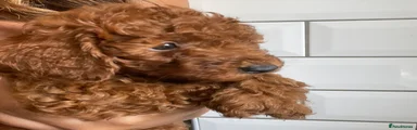Poodle 4