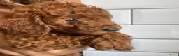 Poodle dogs for sale: Beautiful poodles 🥰  - Advert 1