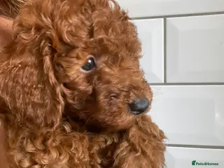 Poodle dogs Beautiful Toy poodles 🥰 - Advert 1