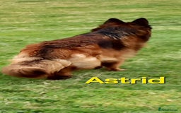 German Shepherd dogs for sale: Excellent Long-Haired German Shepherd Puppies. KC. - Image 36