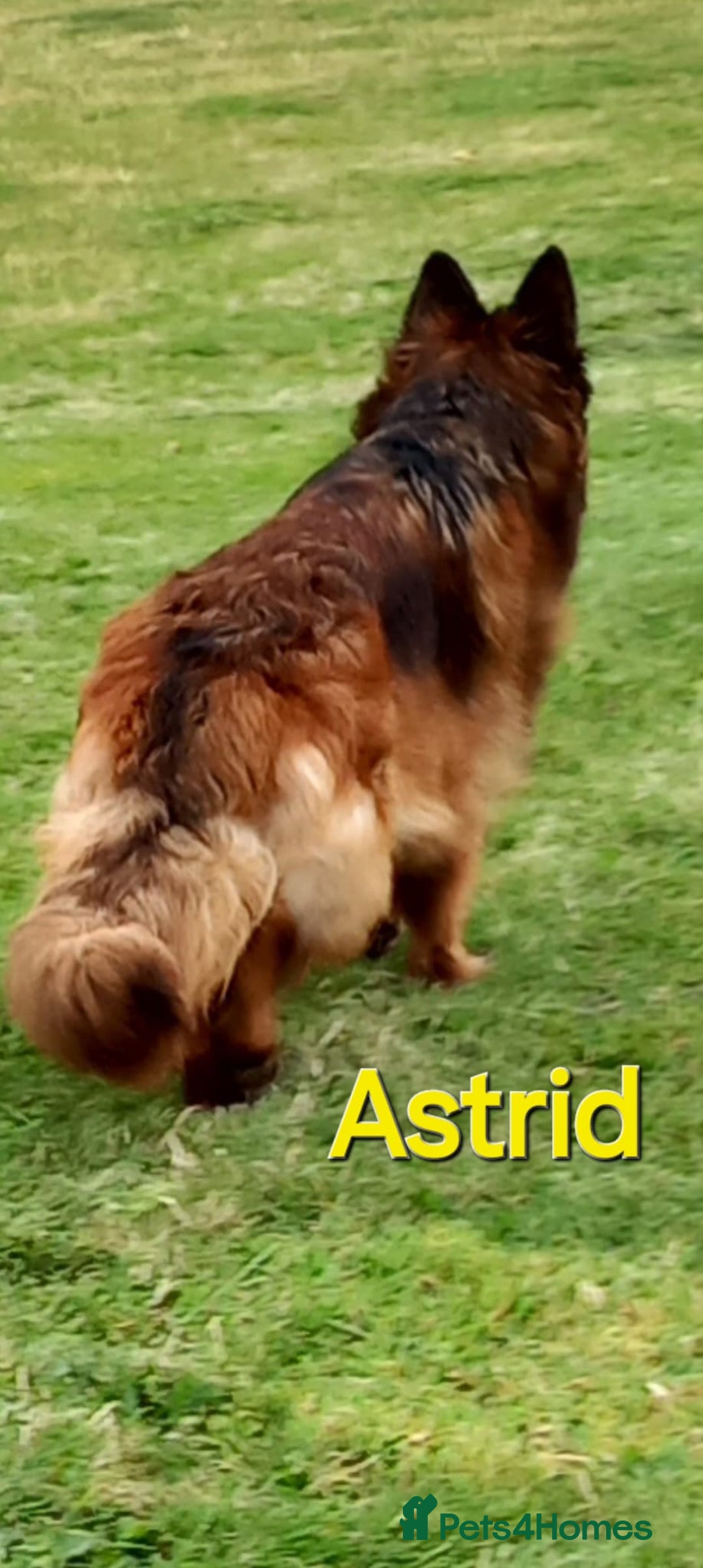 German Shepherd dogs for sale: Excellent Long-Haired German Shepherd Puppies. KC. - Image 36