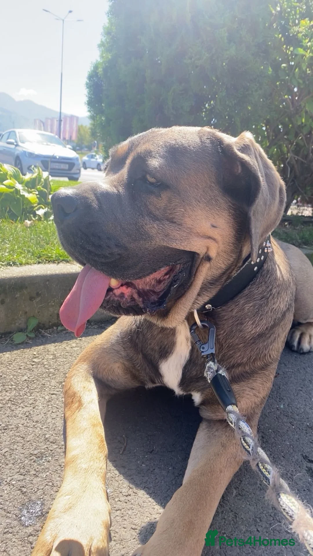 Cane Corso dogs for sale: Cane corso  in Shipley - Advert 5