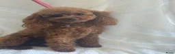Toy Poodle dogs for sale: Gorgeous Asian Type Toy Poodle  - Advert 4