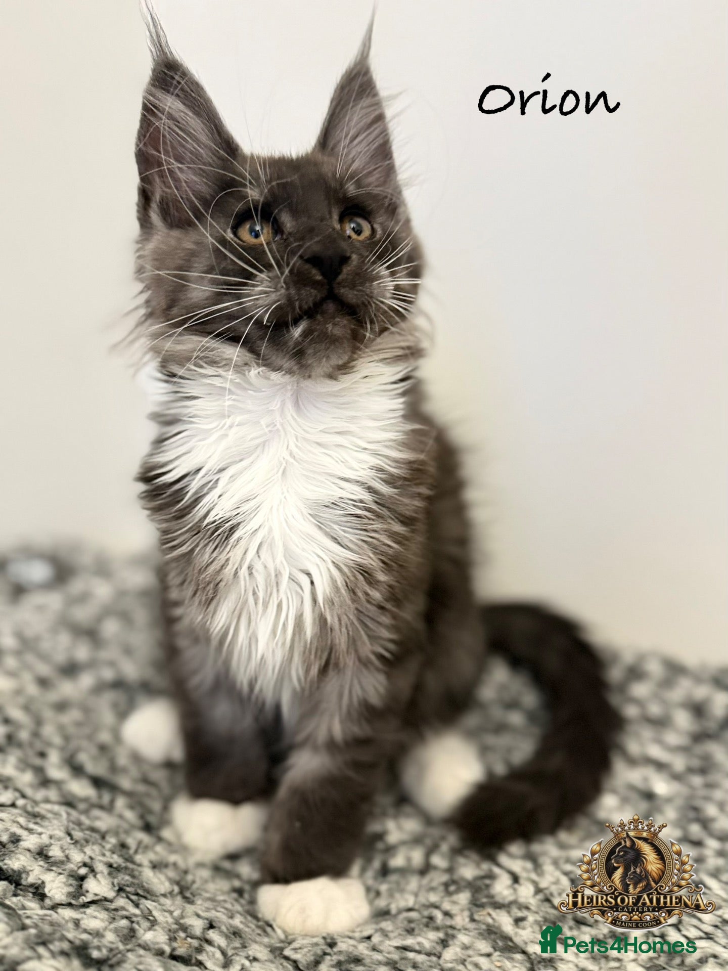 Maine Coon cats 🐾 Maine Coon Kittens TICA Registered 🐾 - Advert 2