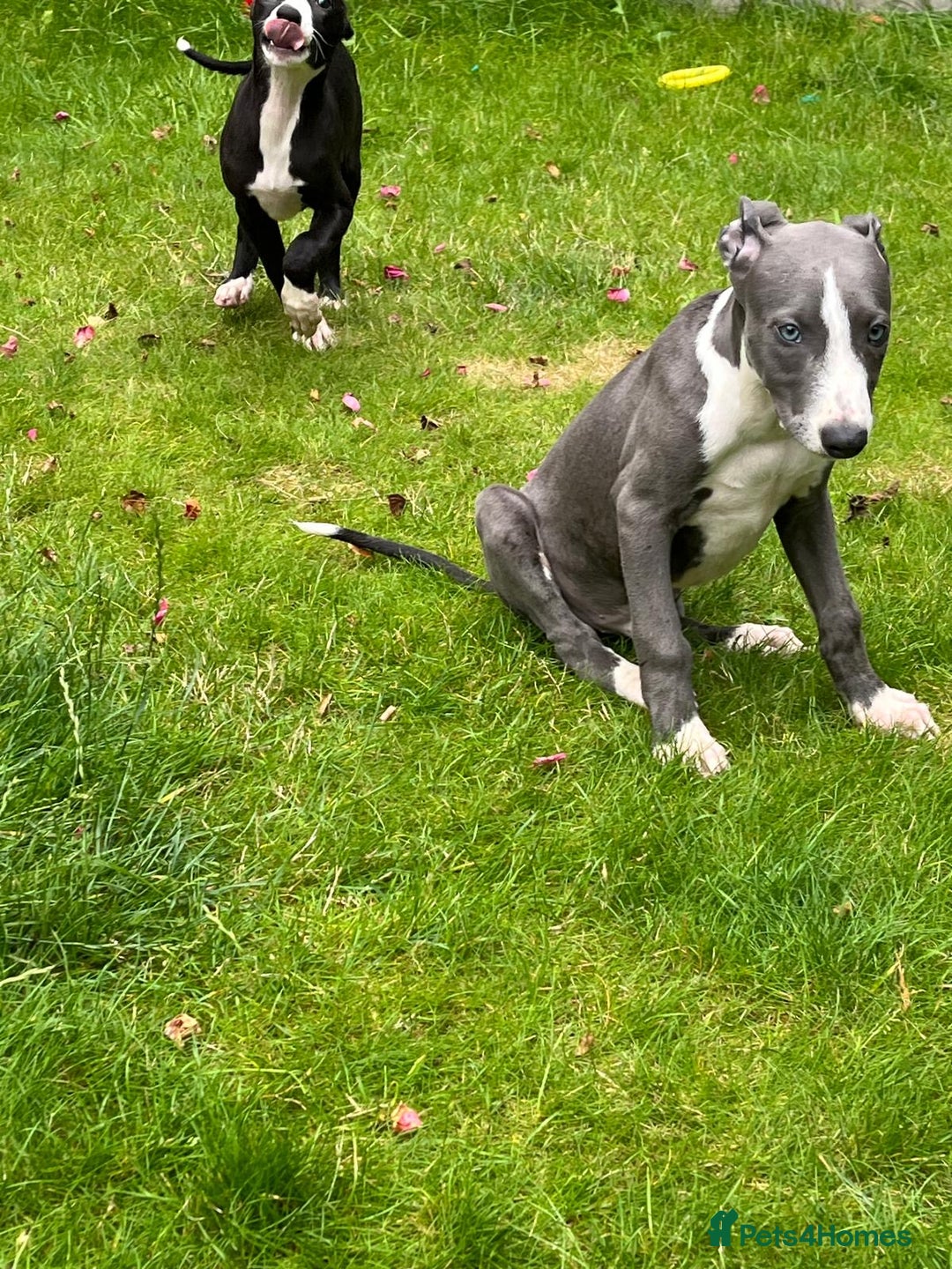 Mixed Breed dogs for sale: Collie saluki whippet puppies  - Image 26