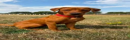 Labrador Retriever dogs for sale: Teddy - Advert 6