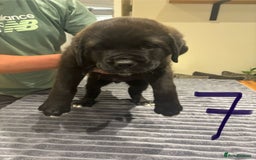 Central Asian Shepherd dogs for sale: Central Asian Shepard x Rottweiler  - Image 27