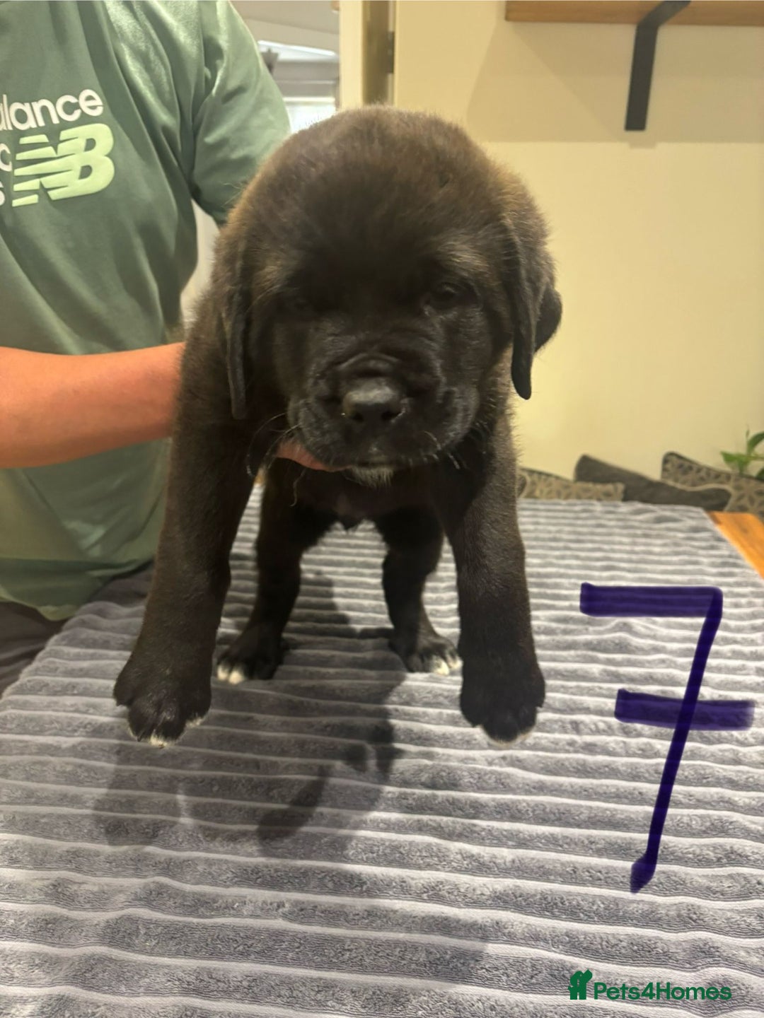 Central Asian Shepherd dogs for sale: Central Asian Shepard x Rottweiler  - Image 27