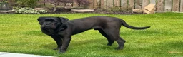Cane Corso dogs for sale: Cane Corso Male for Sale – 9 Months , West Lothian in Livingston - Advert 6