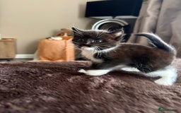 Mixed Breed cats for sale: Beautiful mixed breed kittens  - Image 3