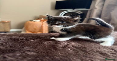 Mixed Breed cats - Advert 11