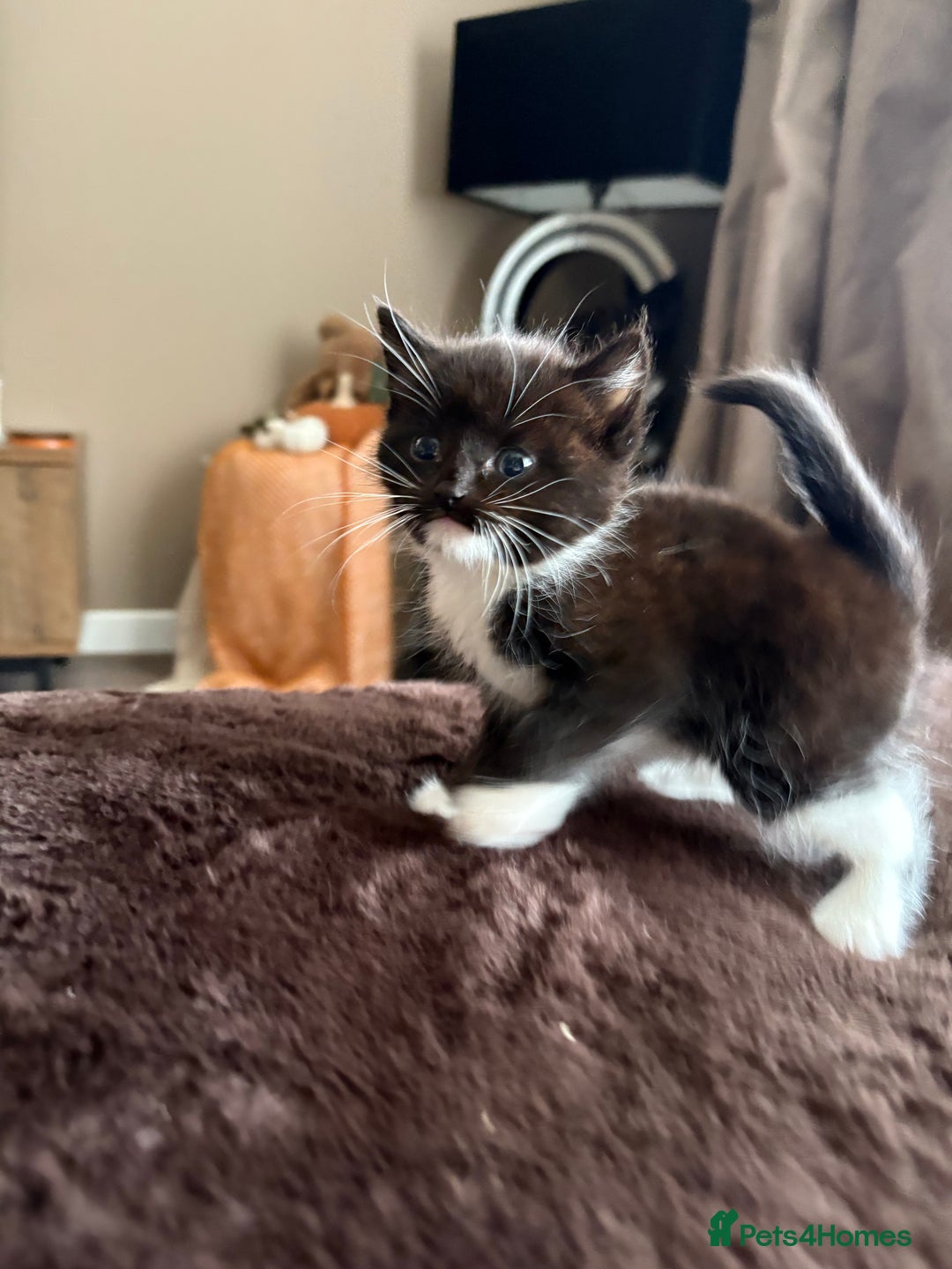 Mixed Breed cats for sale: Beautiful mixed breed kittens  - Image 3
