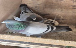 Pigeons birds for sale: Baby and adult racing Pigeons  - Image 17
