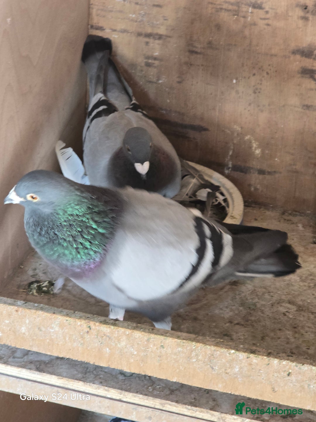Pigeons birds for sale: Baby and adult racing Pigeons  - Image 17