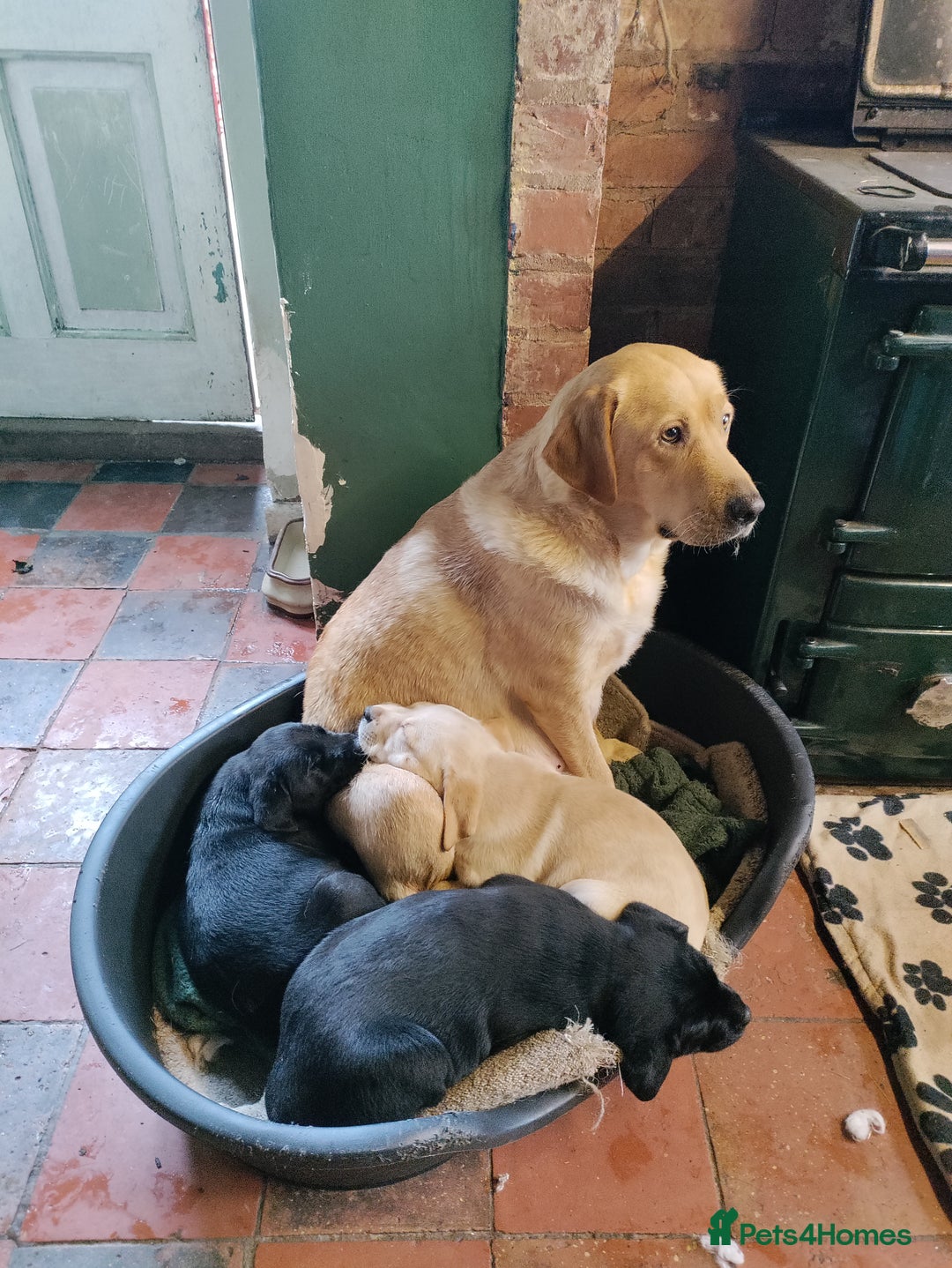 Labrador Retriever dogs for sale: Adorable Labrador Puppies  - Advert 4