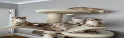 British Shorthair cats for sale: READY NOW! Pedigree kittens  - Advert 4